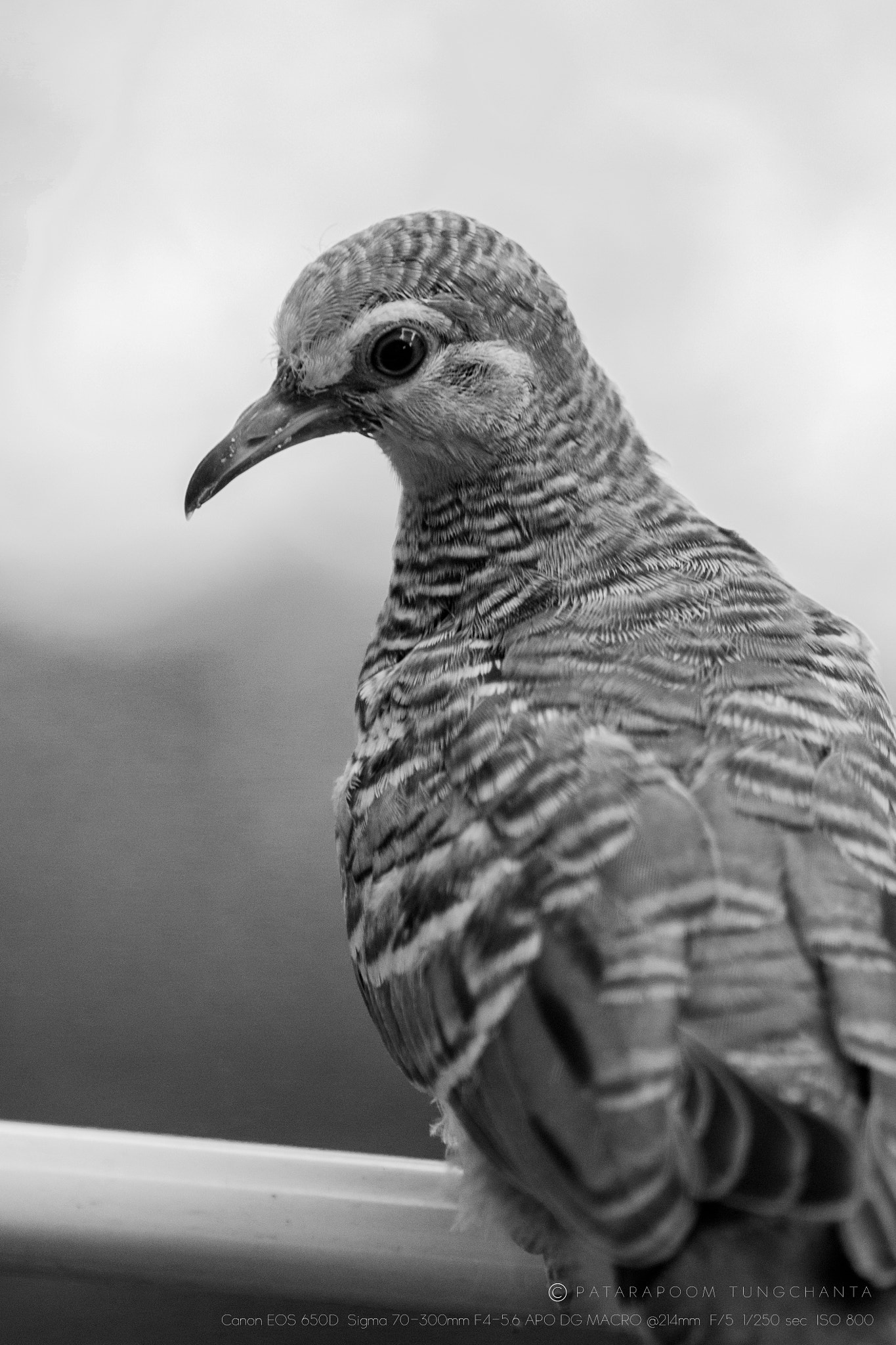 Zebra Dove