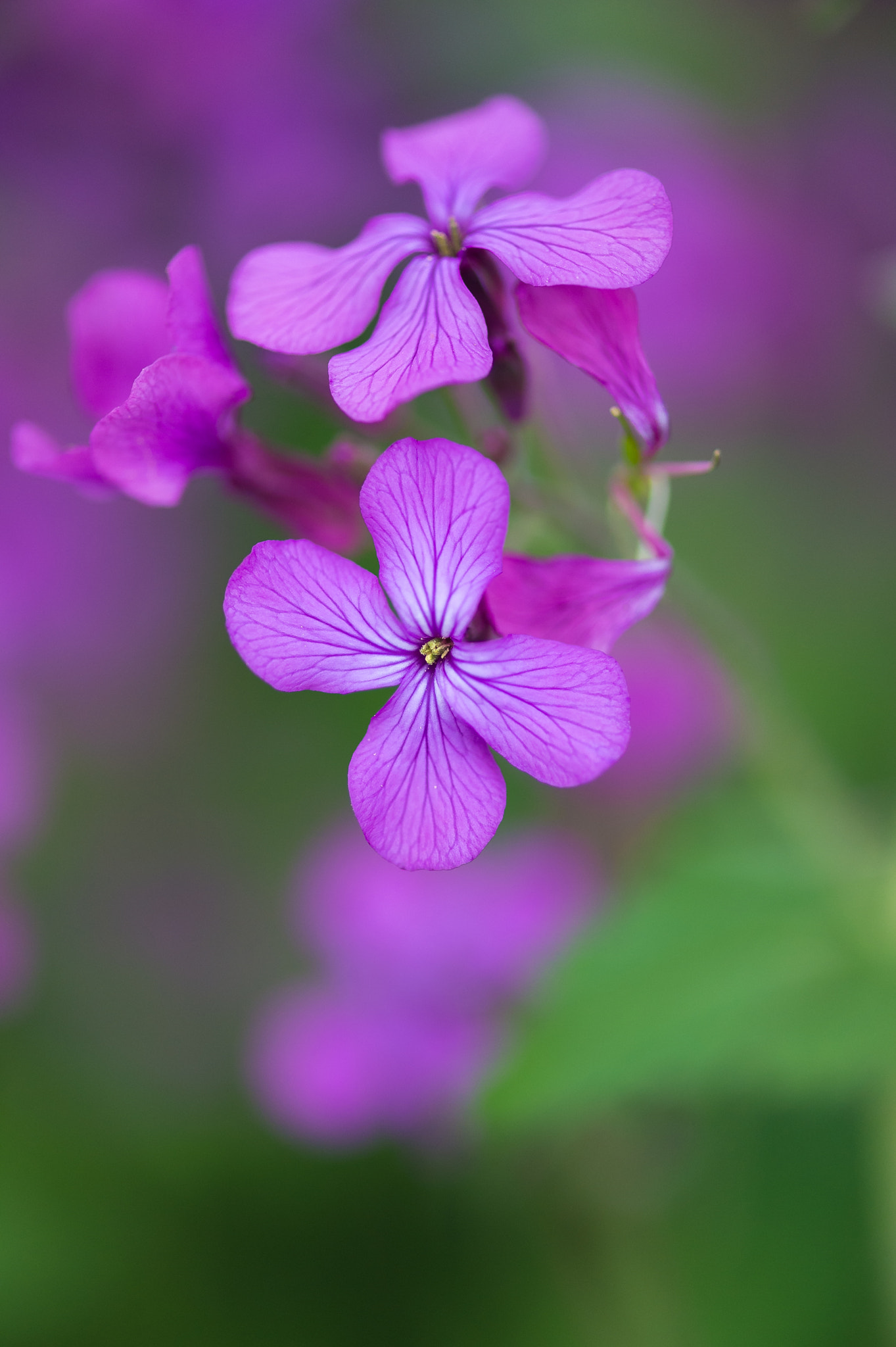 Frühlingsblume