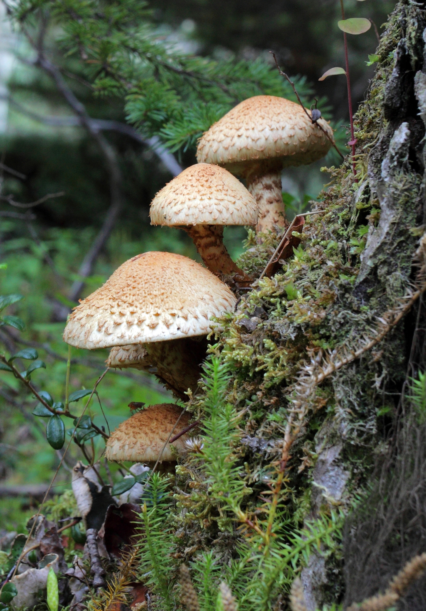 Boreal Forest Mushroom
