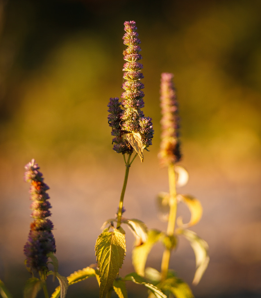 Golden Flower