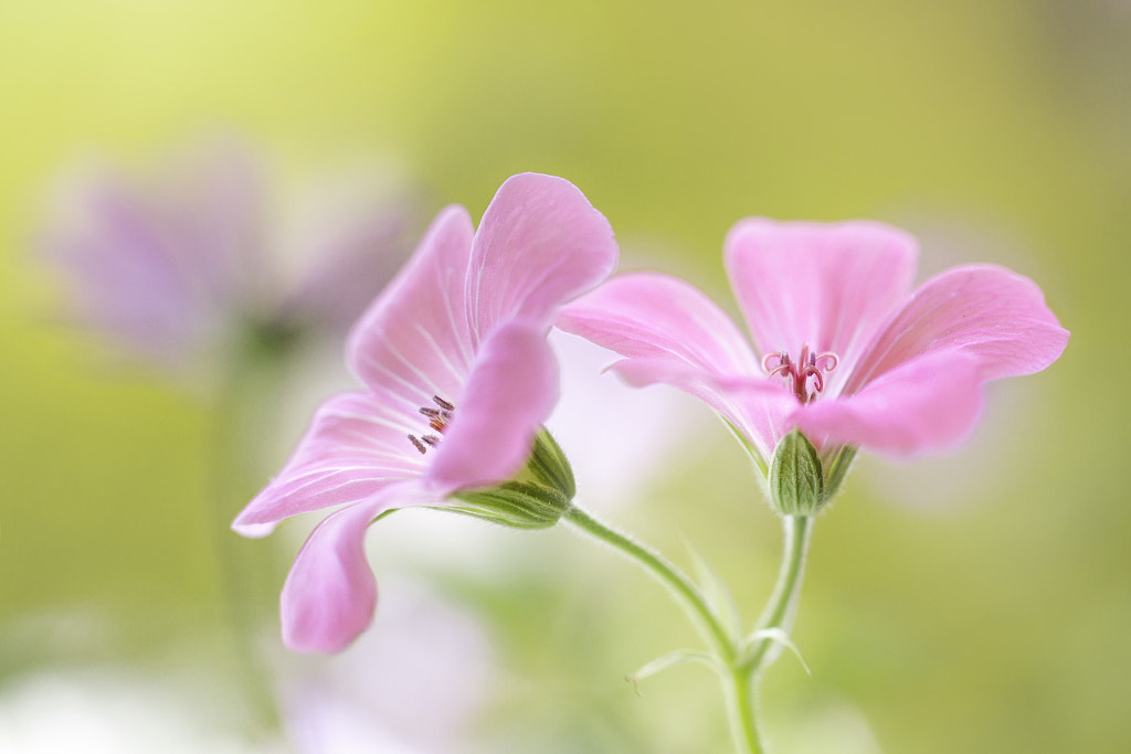 Cranesbill by Mandy Disher on 500px.com