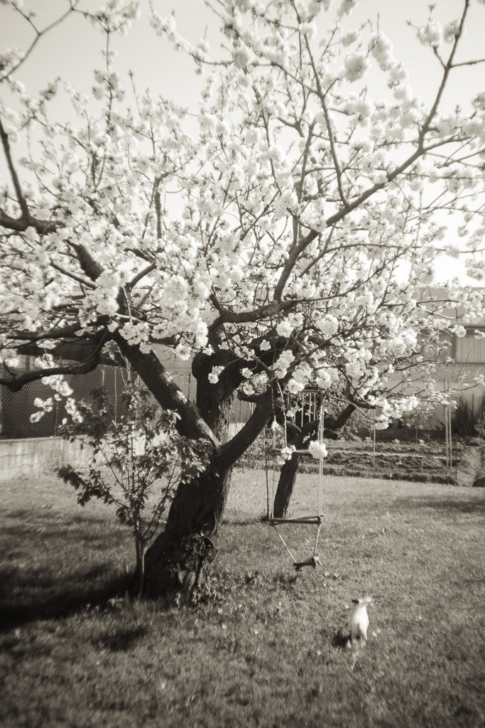 Spring Tree