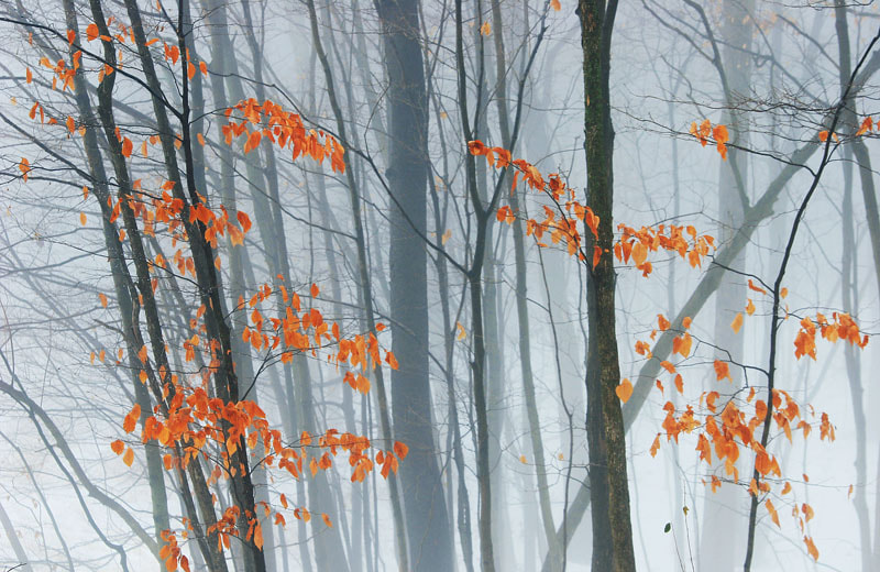 Foggy woods by free2run on 500px.com