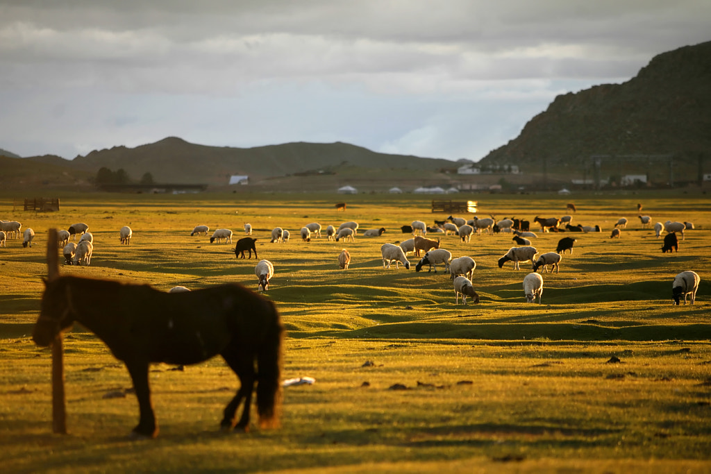Sheep herd by Alexandru  Barbu on 500px.com
