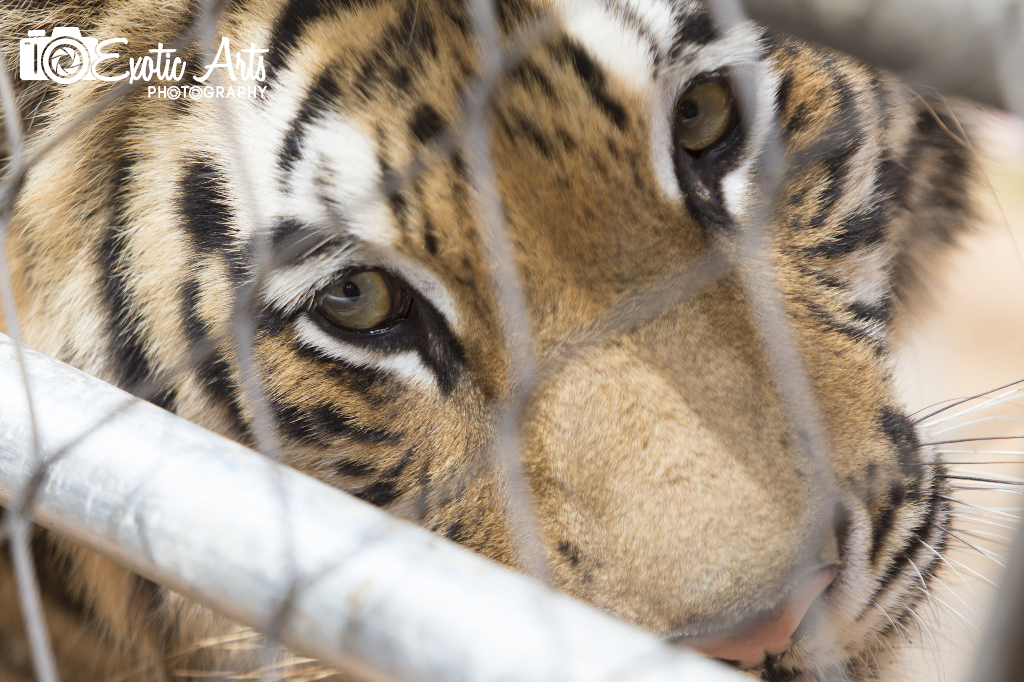 Destiny the Bengal Tiger