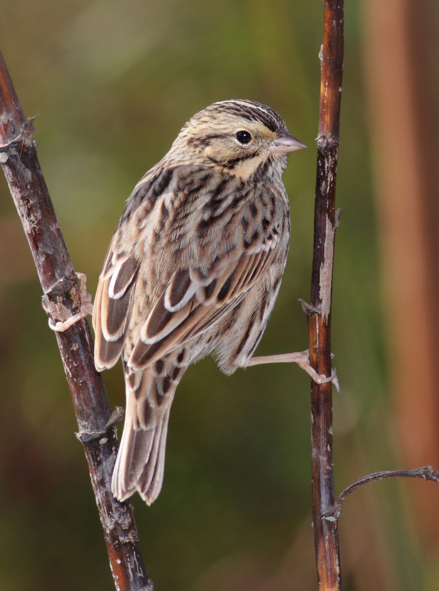 Savannah Sparrow