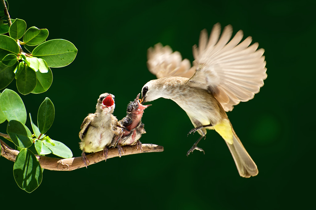 Feeding Their Youngs by Alex Goh Chun Seong on 500px.com