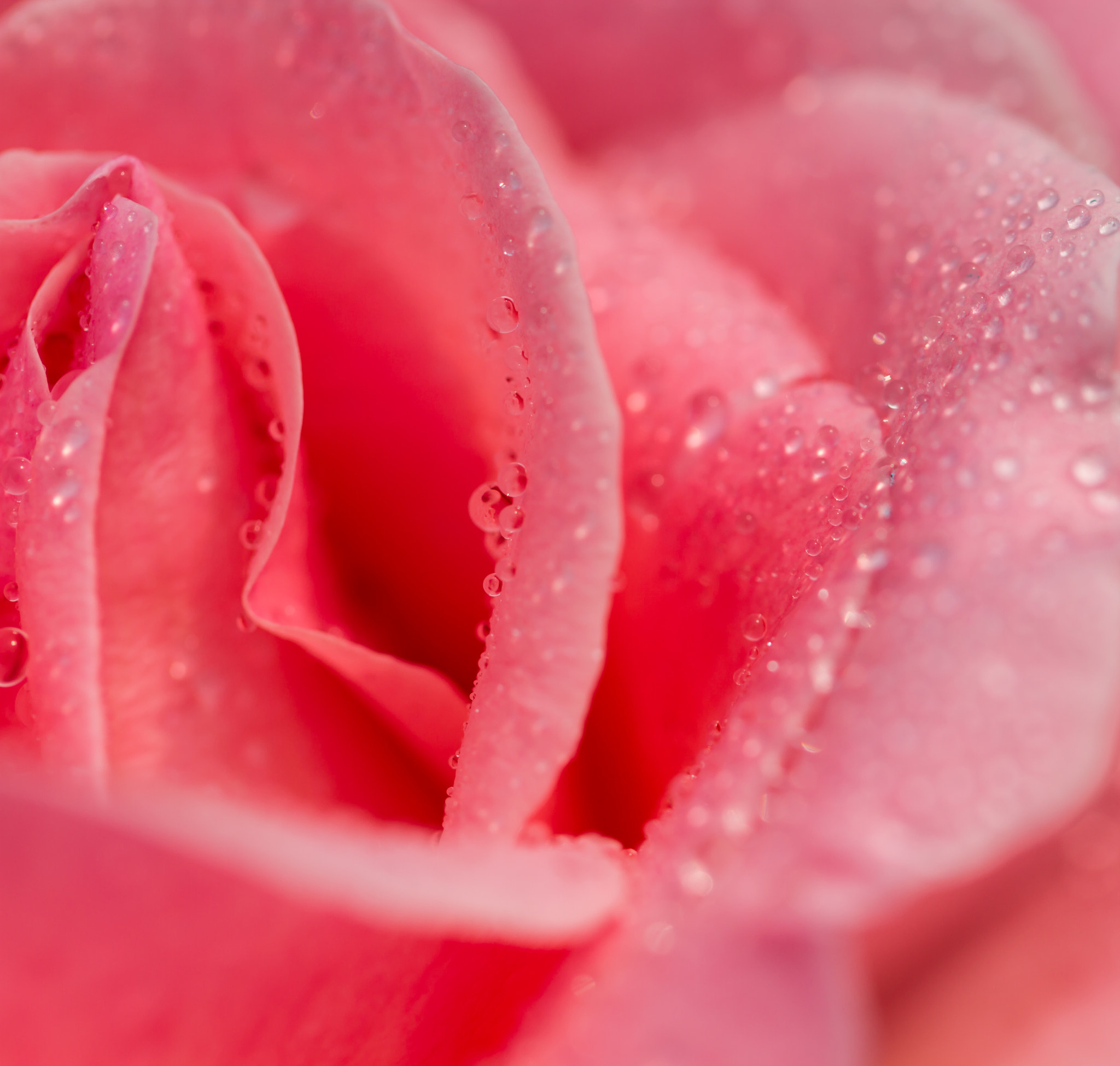 Chinese rose
