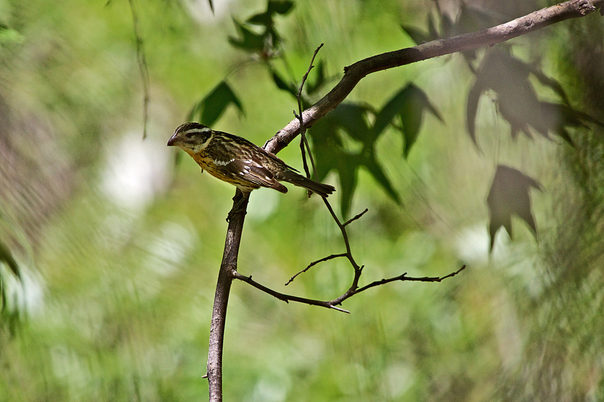 Sigma 50-500mm f/4-6.3 APO HSM EX sample photo. Rose breasted grosbeak photography