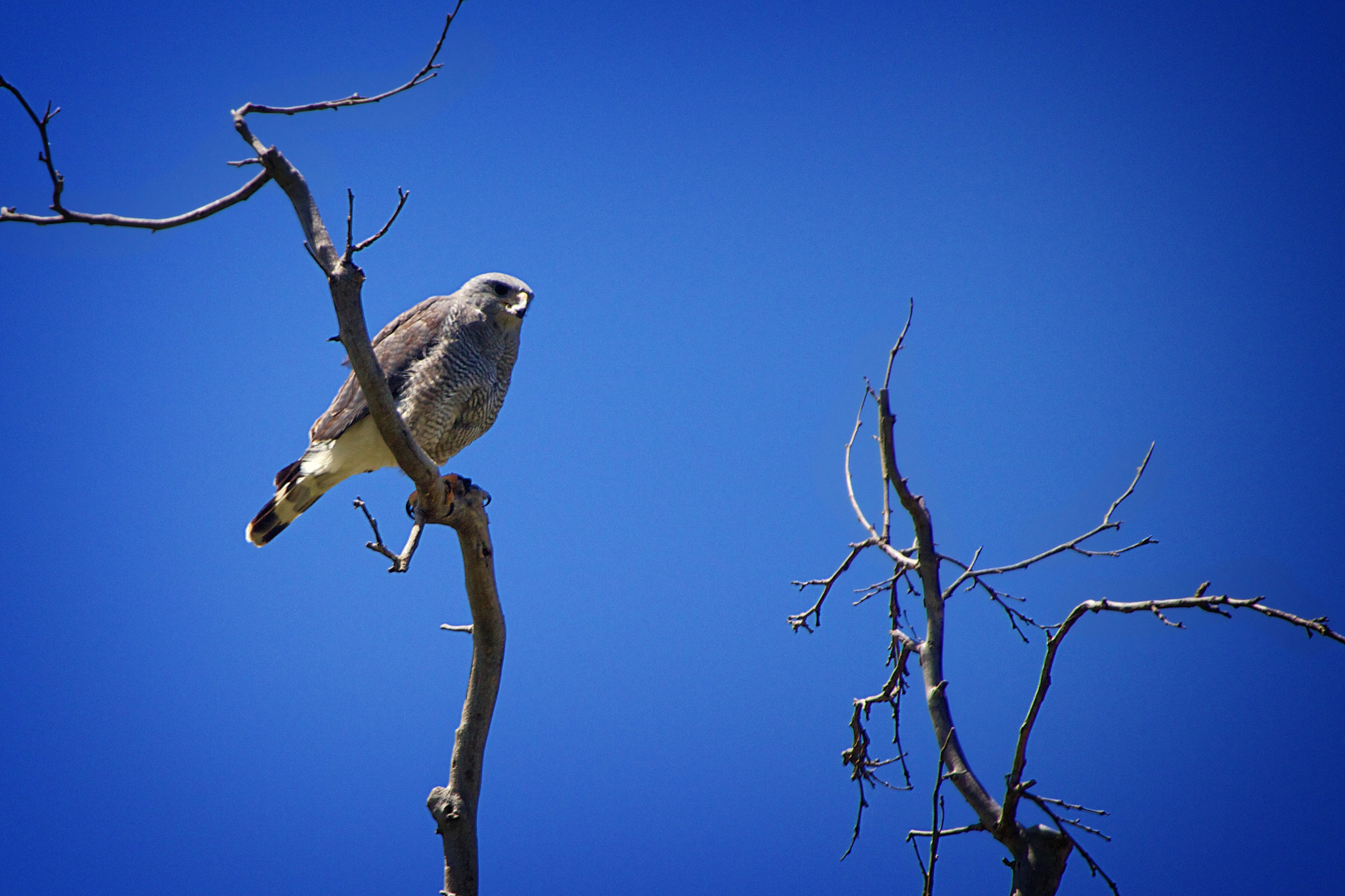 Sigma 50-500mm f/4-6.3 APO HSM EX sample photo. Gray hawk photography