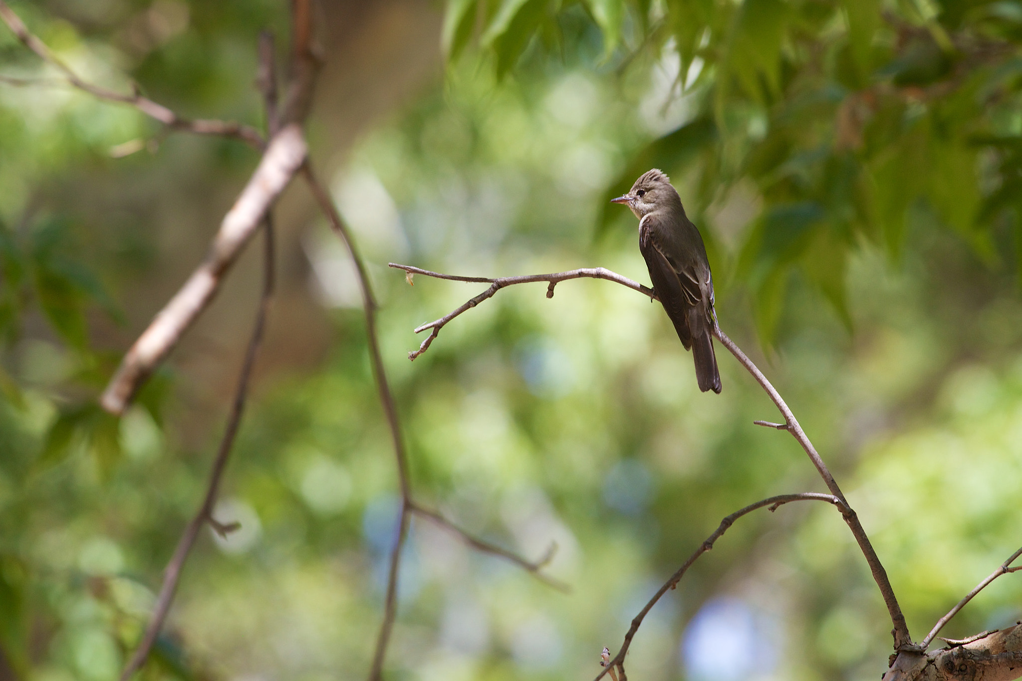 Canon EOS M + Canon EF 70-200mm F4L USM sample photo. Western wood pewee photography