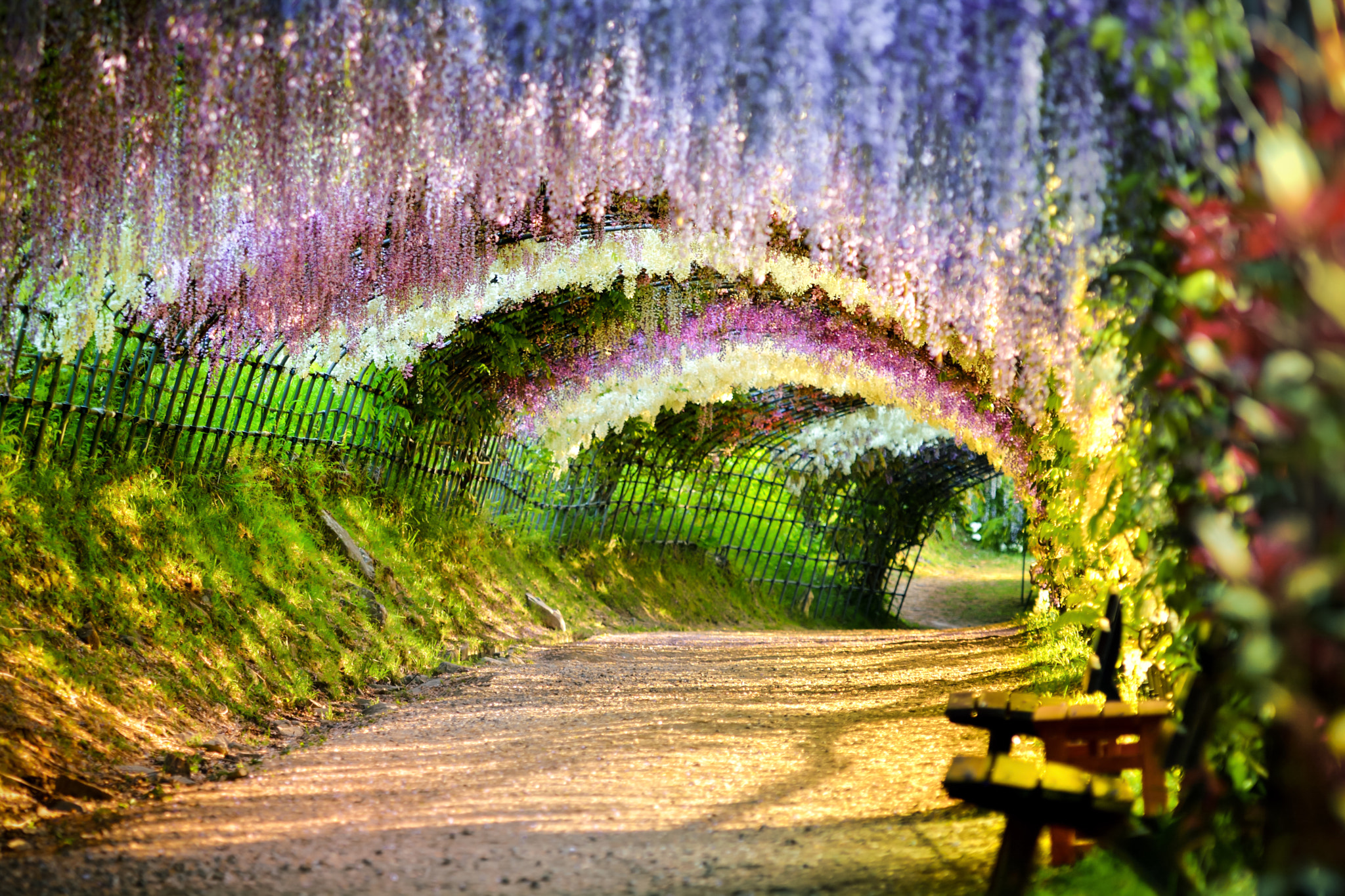 Wisteria flower tunnel 2 by Tristan Joe Emoto Photo 70678153 / 500px