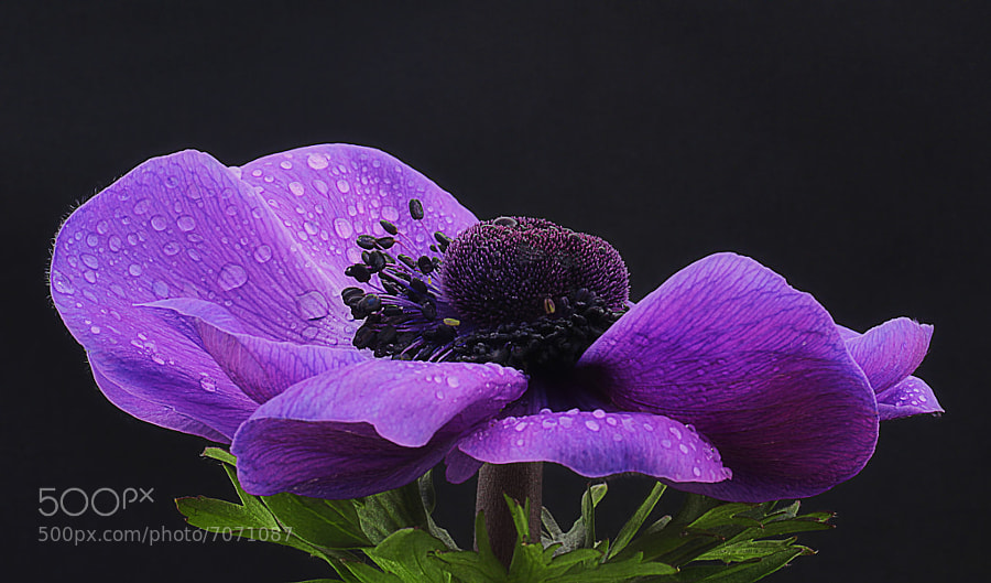 Photograph Déjà Vu by Wim Bolsens on 500px