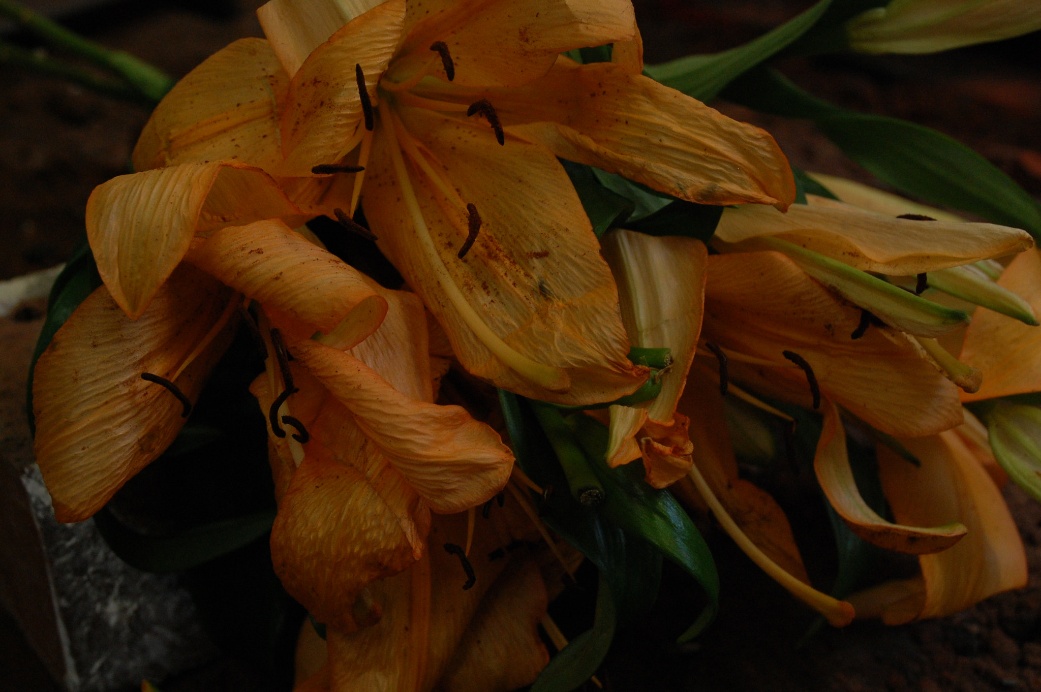 Dying Lilies