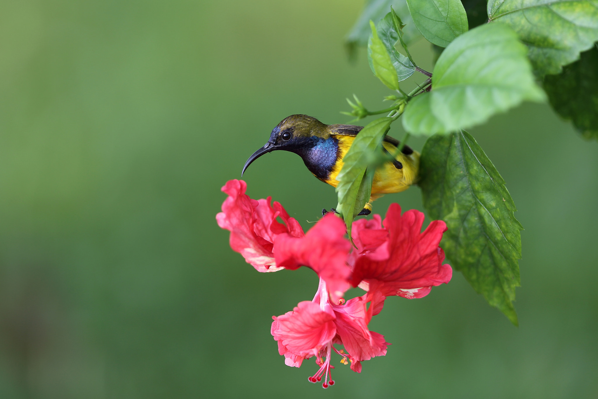 Olive-backed Sunbird (male)