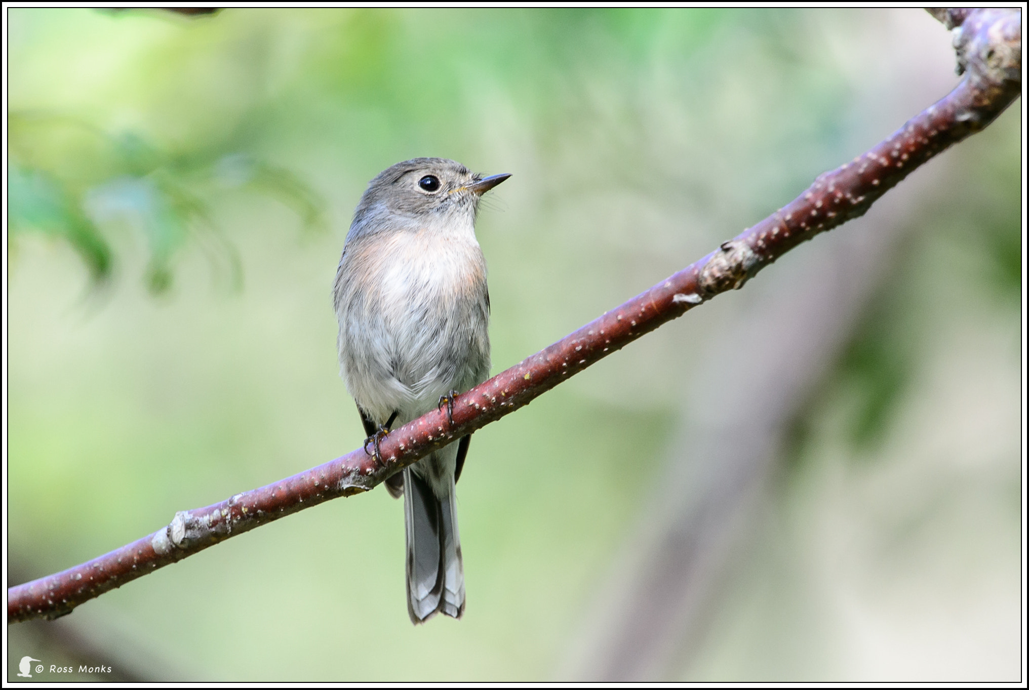 Nikon D4 sample photo. Rose robin photography