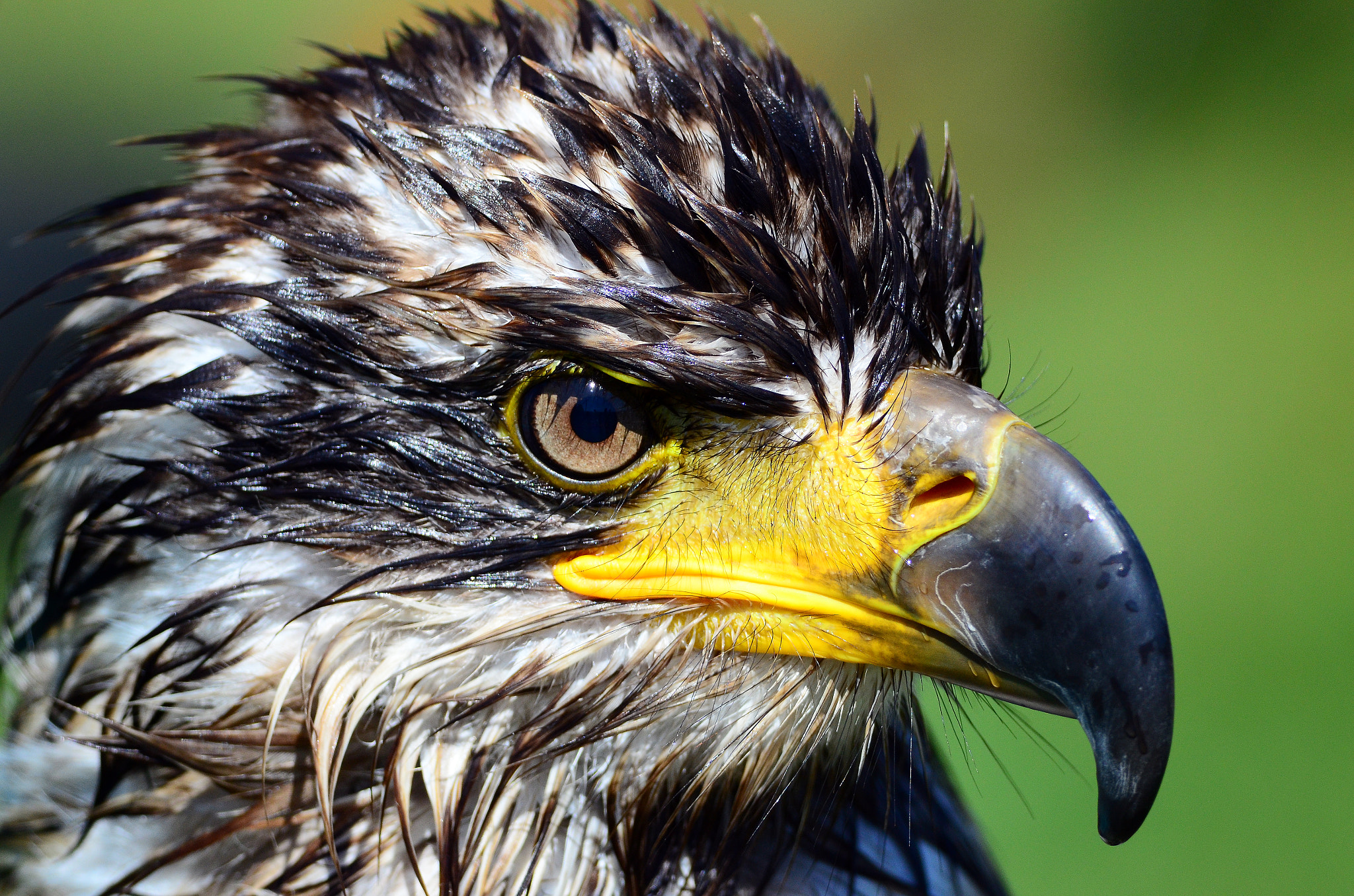 Eagle