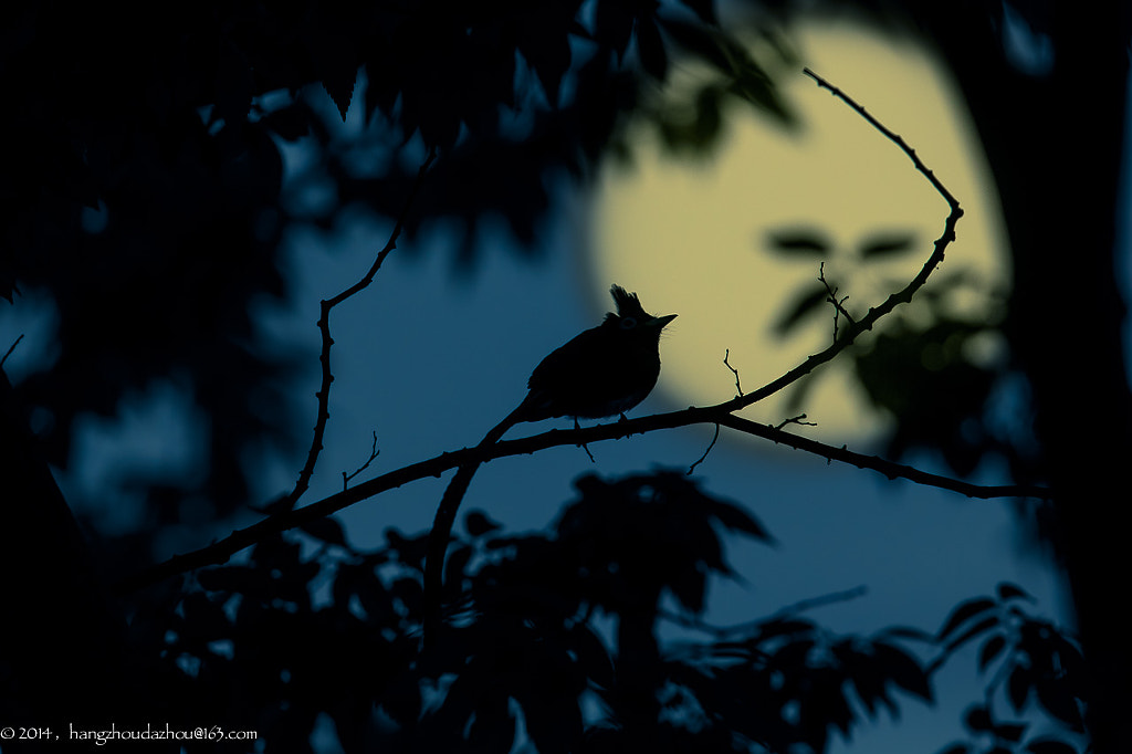 Bird in night by David McCann on 500px.com