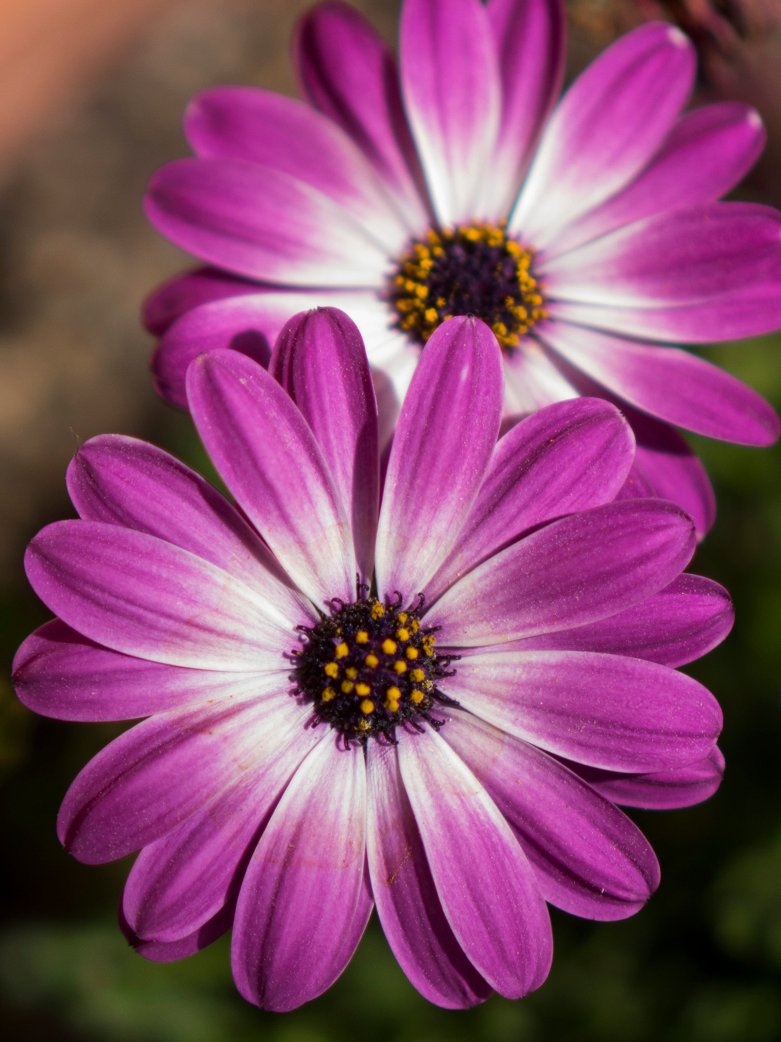 Panasonic Leica DG Nocticron 42.5mm F1.2 ASPH OIS sample photo. Flower _5 photography