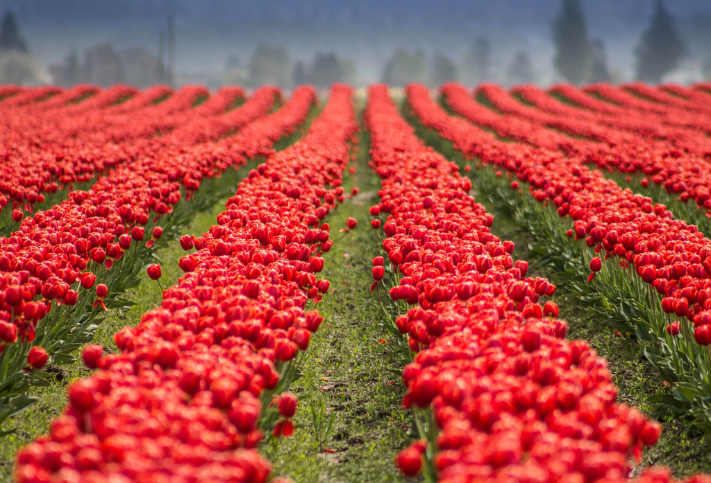 Tulips are Red by Aditya Mamtora on 500px