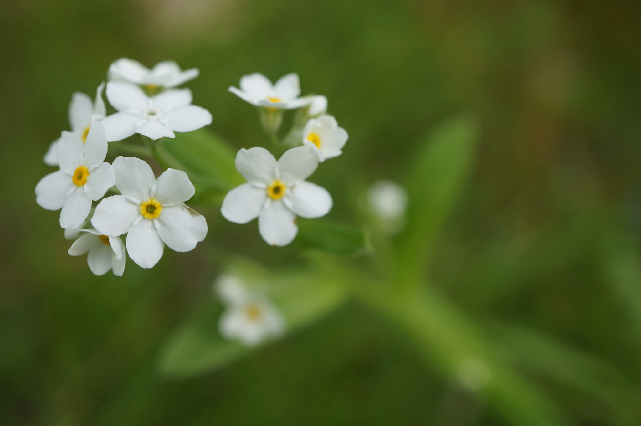 Petite White flowers