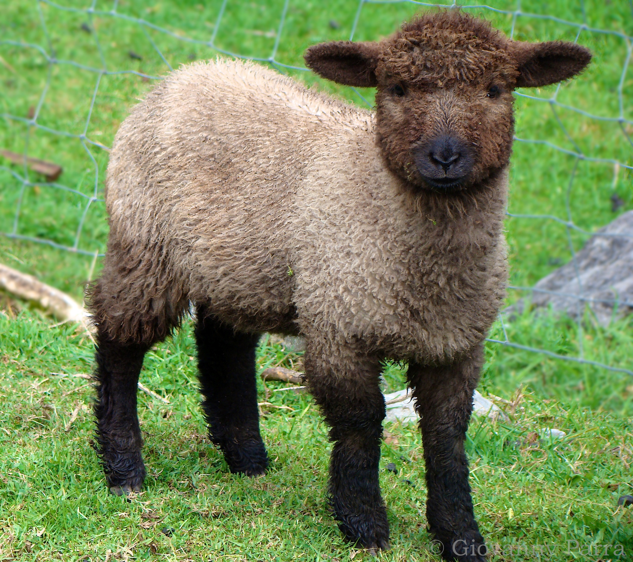 Brown Sheep by Giovanny Parra - Photo 7089013 / 500px