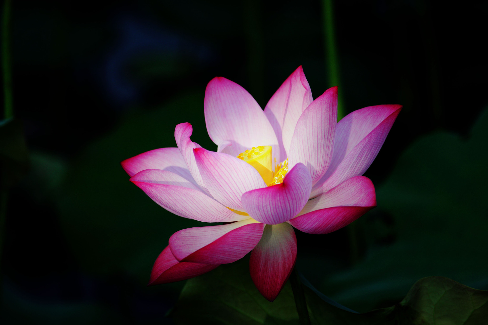 Canon EF 400mm F5.6L USM sample photo. 荷 photography