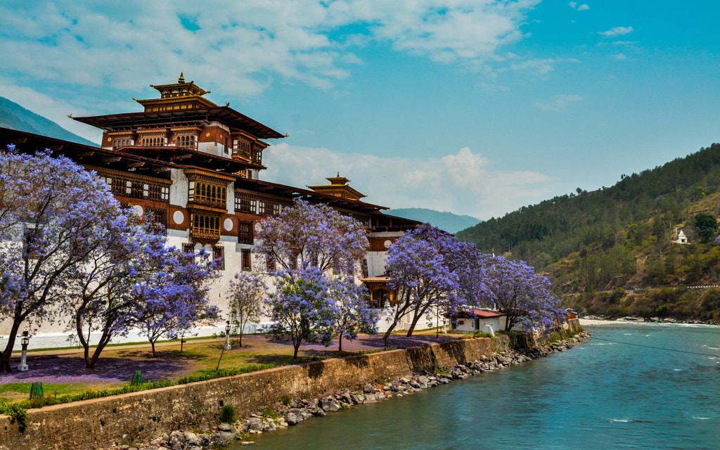 The Punakha Dzong with blooming mauve flowers by Muhib Faisal on 500px.com