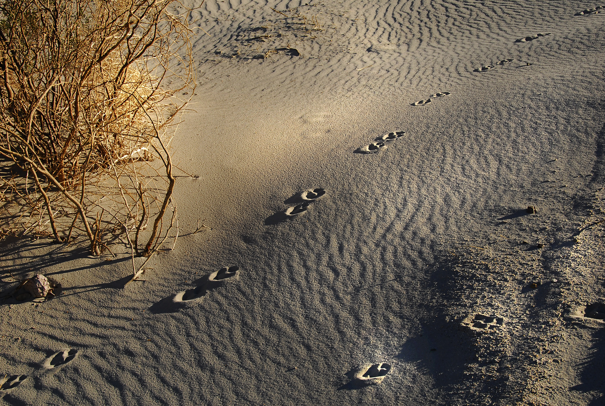 Sand Tracks