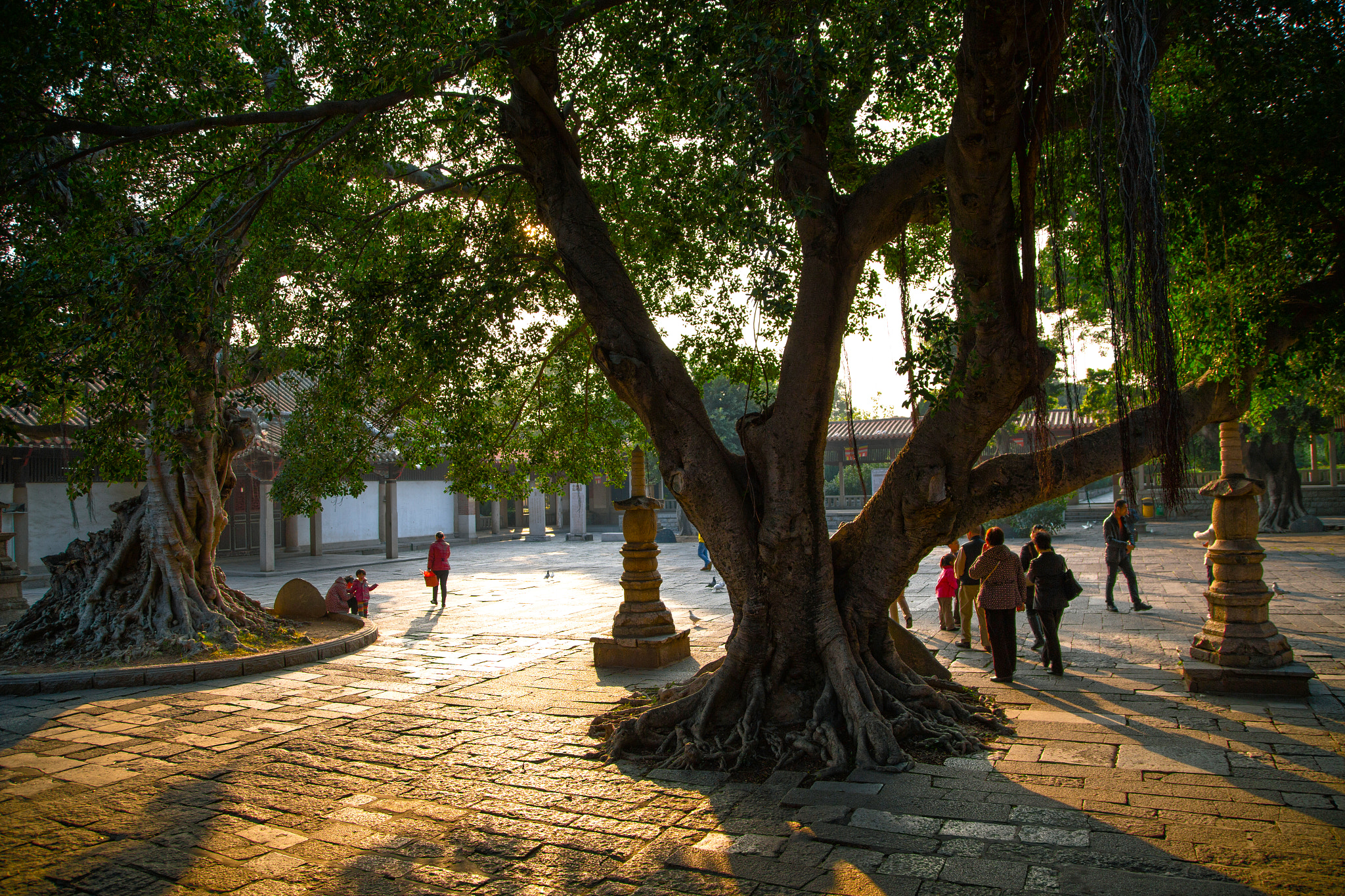 Afternoon Light II 午後II