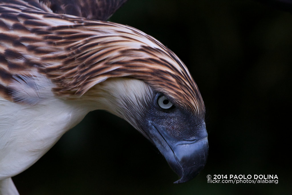 Philippine eagle - Top 10 Largest Eagles In The World