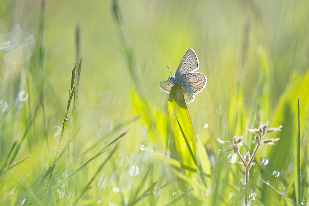 Morninglight by Teuni Stevense on 500px.com