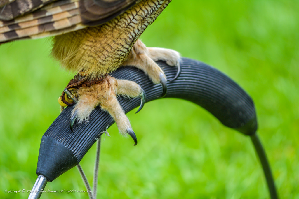 Owl Talons Strength And Owl Feet