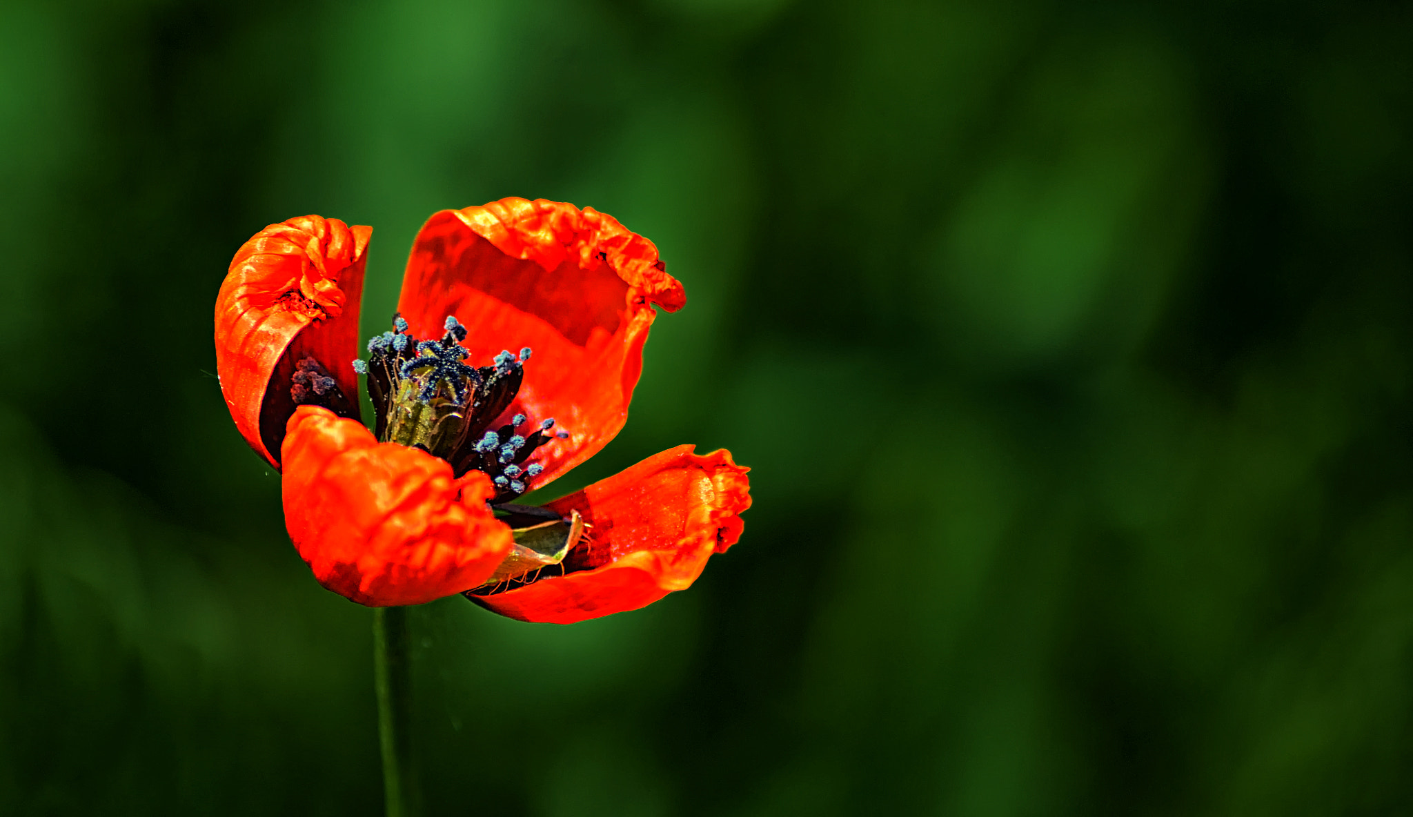 Mohn