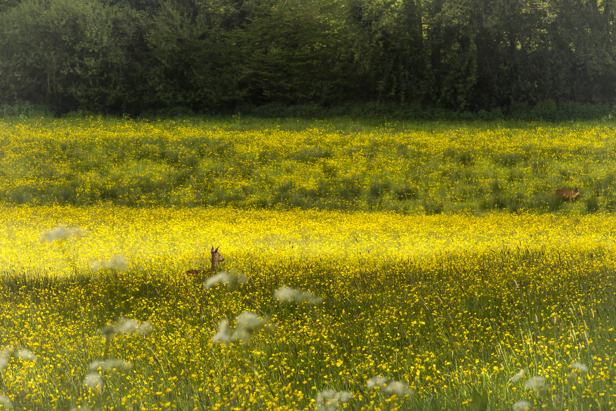 Deer in buttercup.