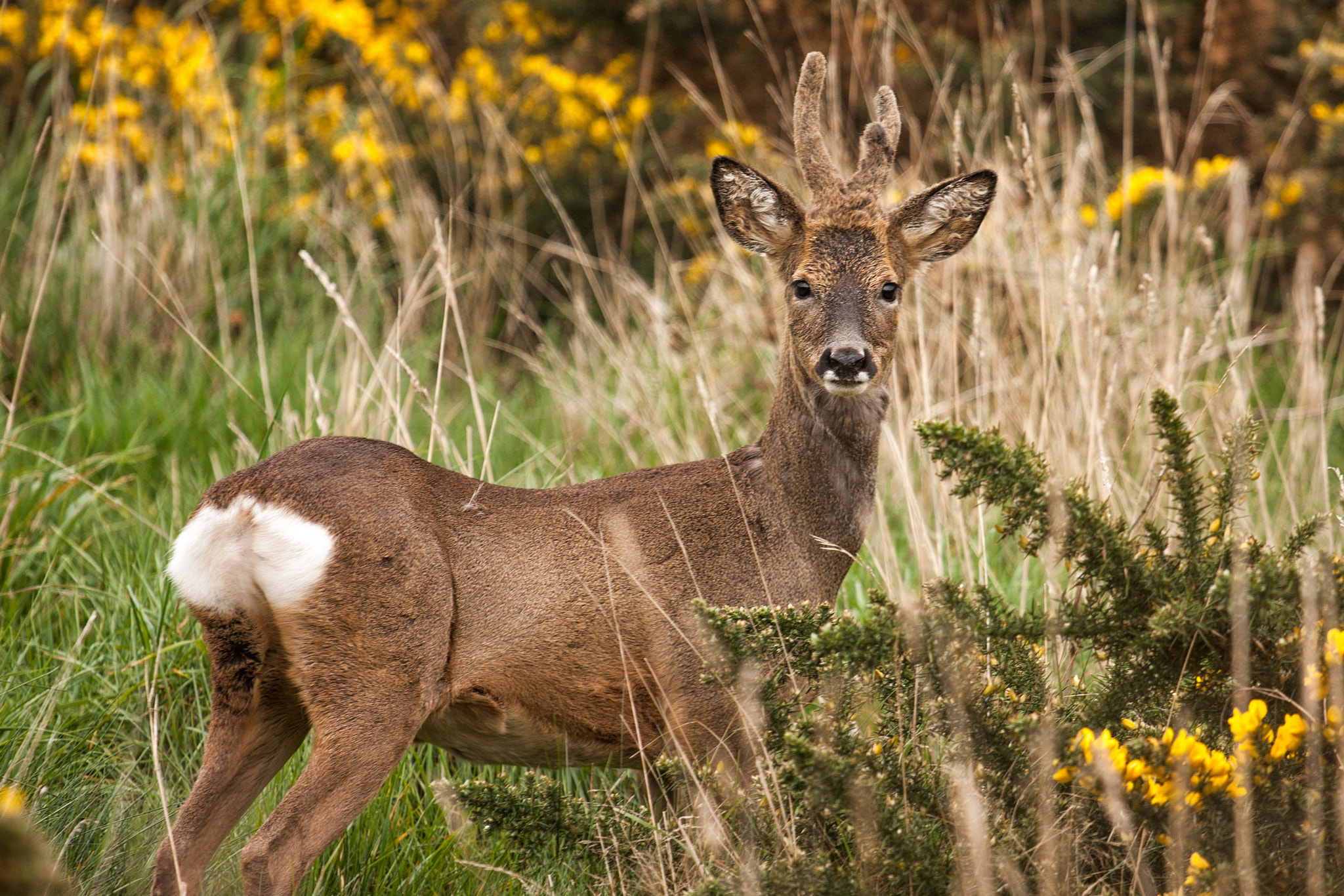 Hopeman Deer