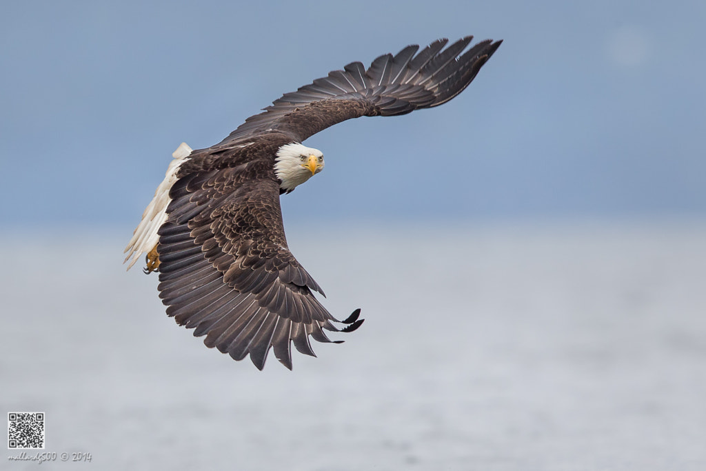  Interesting Facts About Eagles: how far can an eagle see?