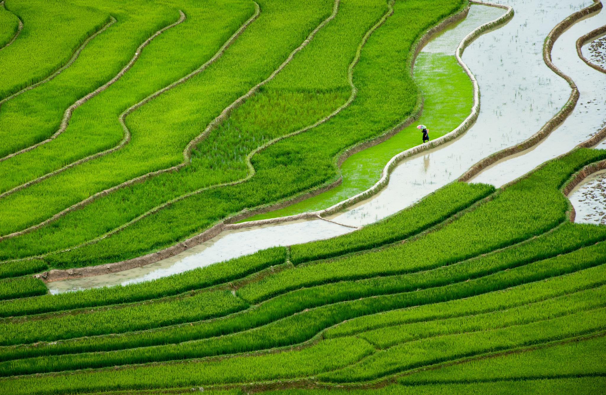 AMONG THE RICE SEA