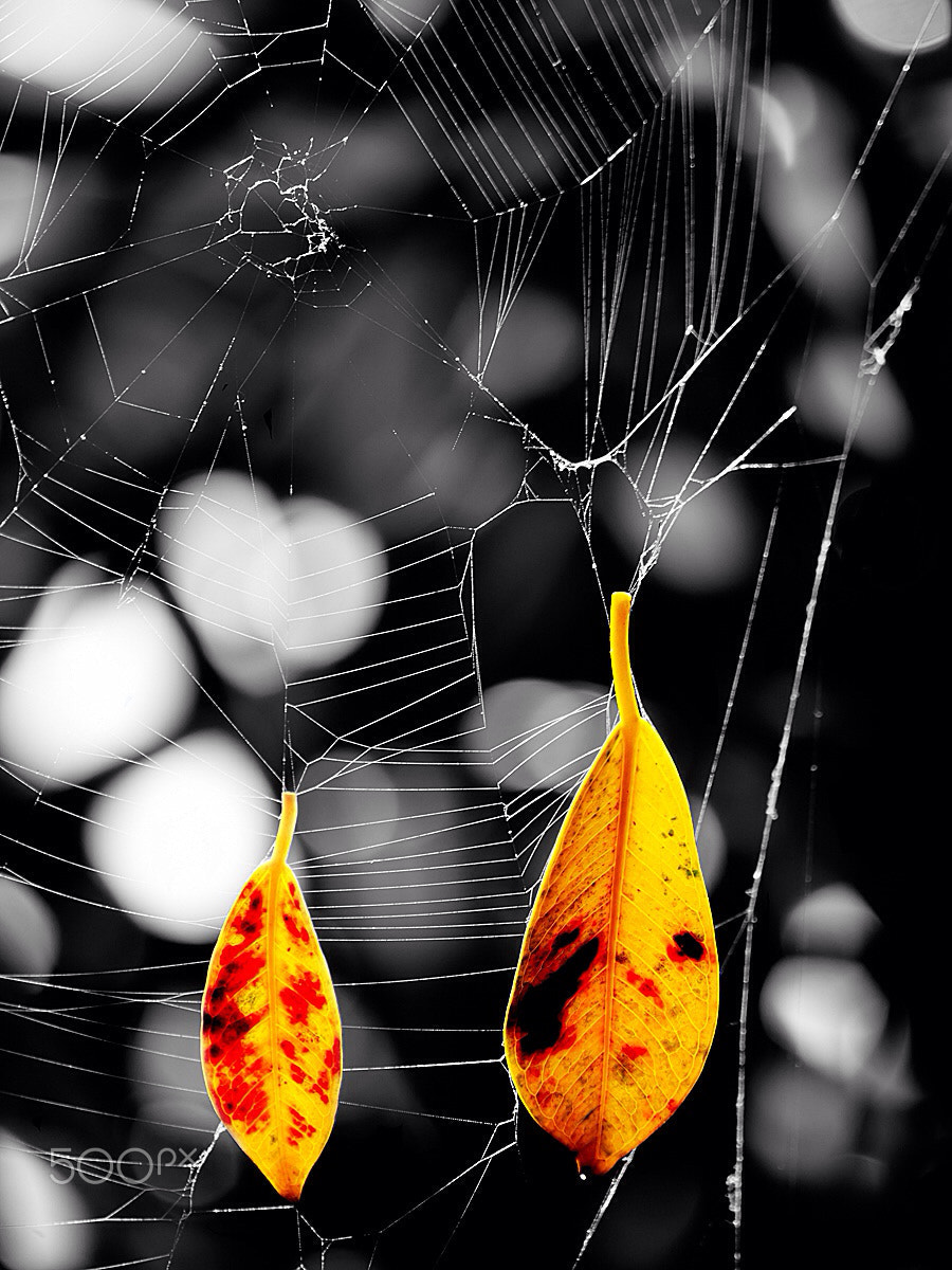 Leaves hanging on spider webs