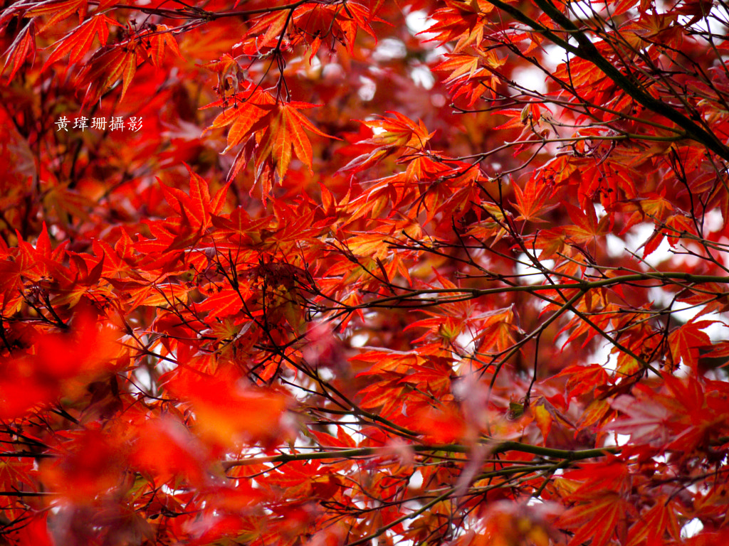 Leaves 22 by Wei-San Ooi on 500px.com
