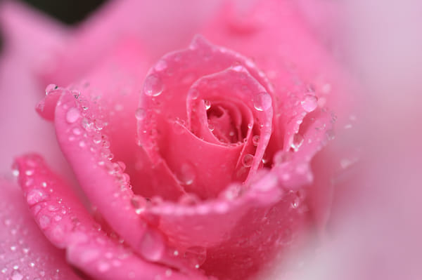 Wet pink rose by Kikuchi Nobuyuki on 500px.com