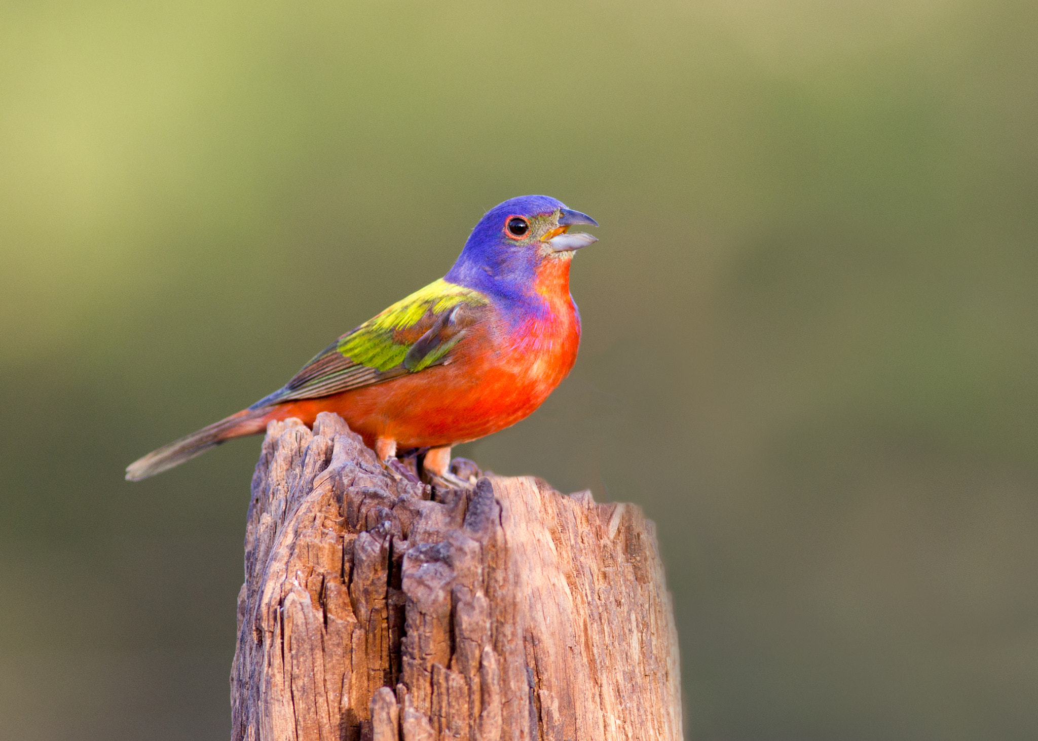 Singing Painted Bunting by David Bose / 500px