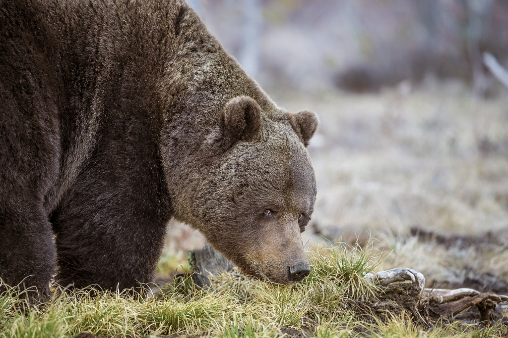 I see you by Sergey Kulikov on 500px.com
