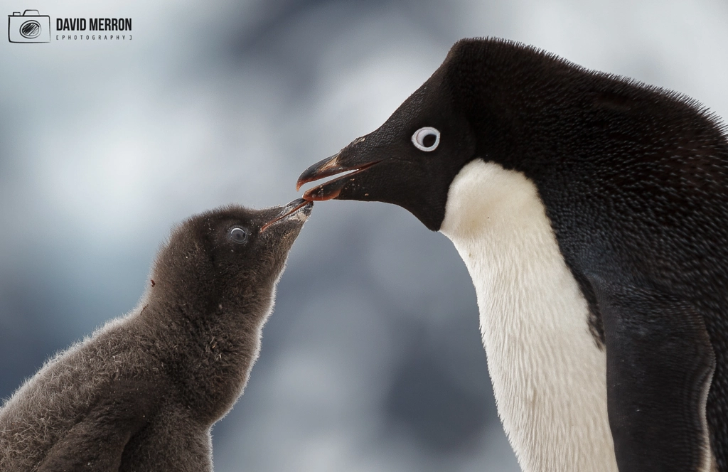 Beak to Beak by David Merron on 500px.com