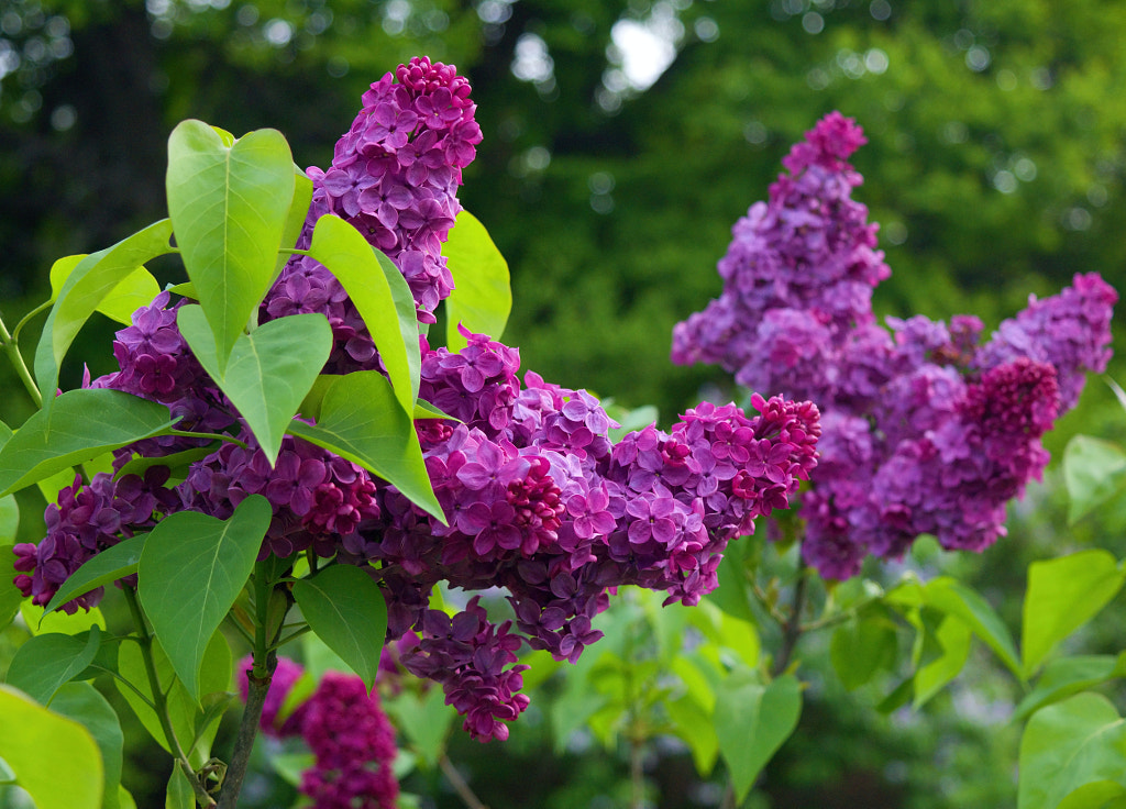Rochester Lilacs - 2014 by Chris Reddy on 500px.com