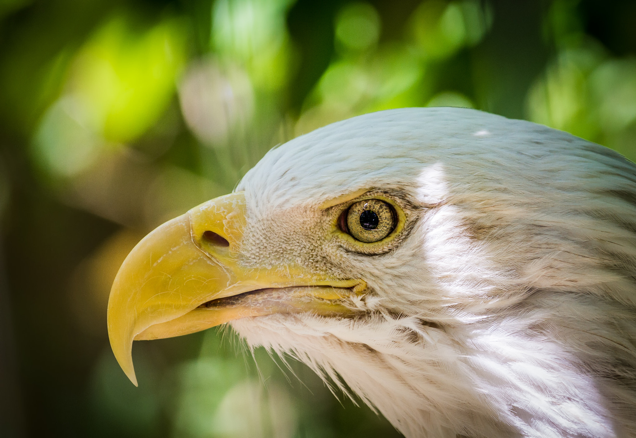 American Bald Eagle Profile