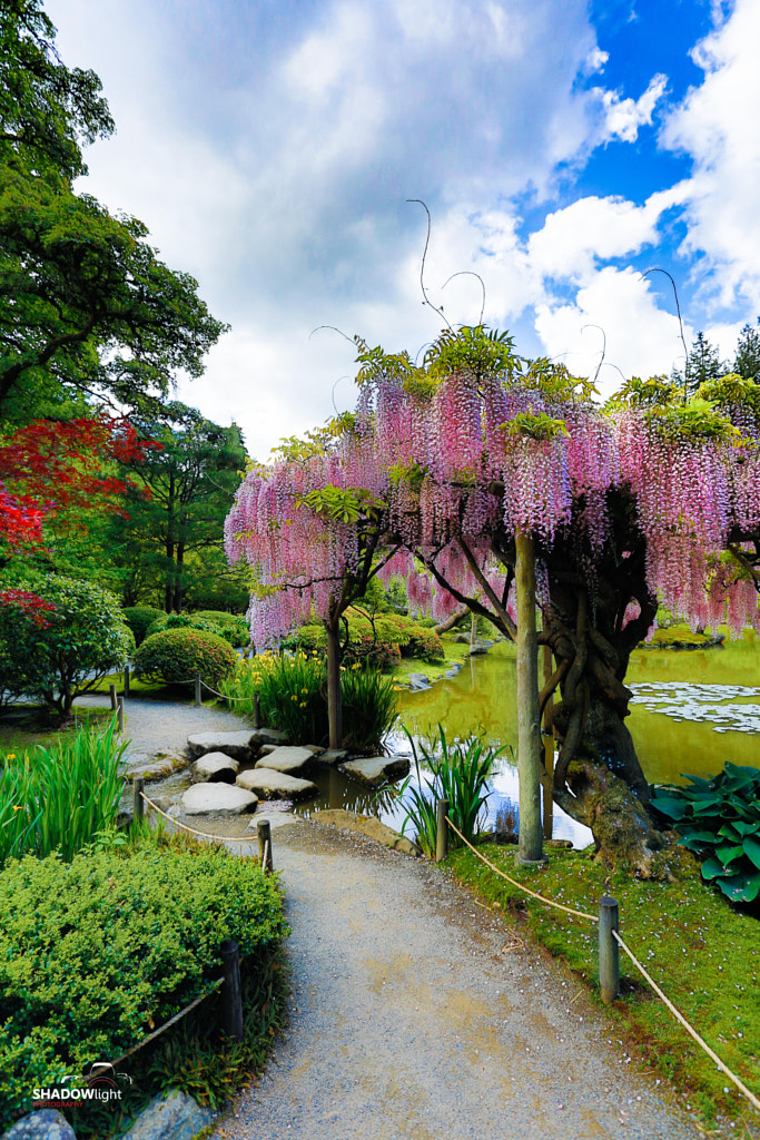 Seattle Japanese Garden by ShadowLight Photography / 500px