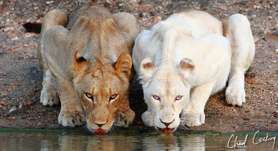 White Lions of the Timbavati by Chad Cocking on 500px.com