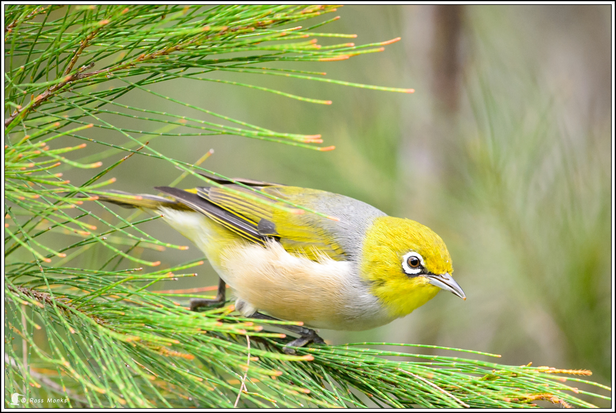 Nikon D4 sample photo. Silvereye photography