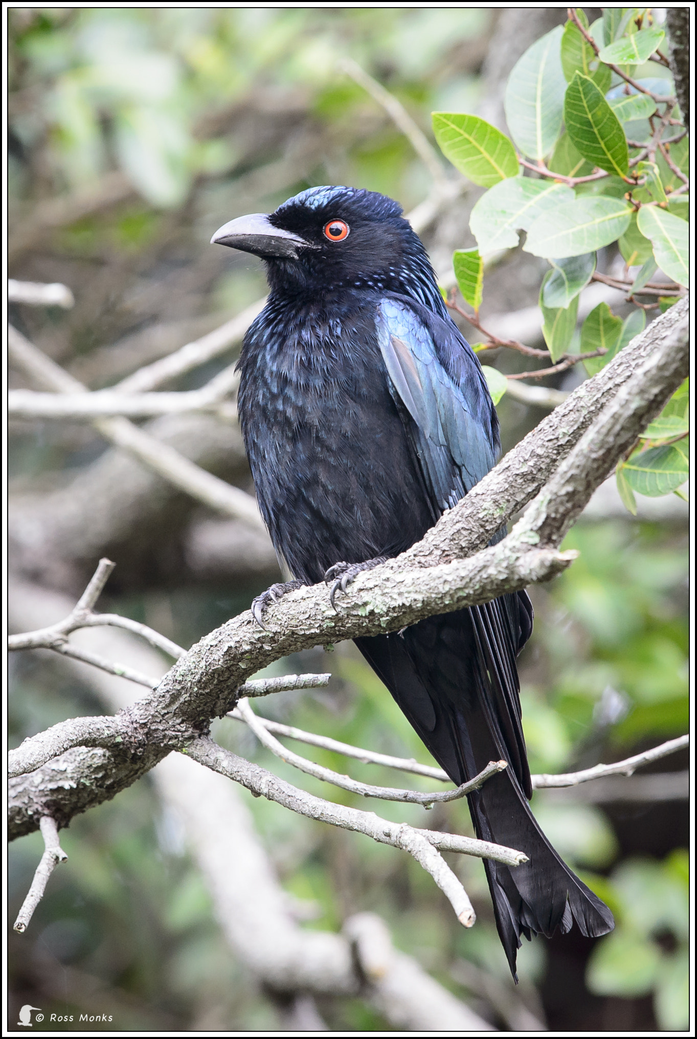 Nikon D4 sample photo. Spangled drongo photography